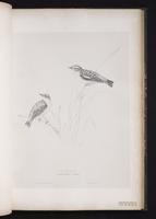 Whinchat plate 43