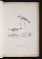 Black-eared Wheatear plate 42