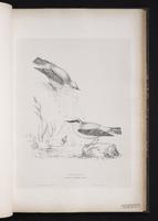 Northern Wheatear, Collalba norteña, traquet motteux plate 40