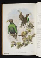 Monograph of the Paradiseidae, 1:221