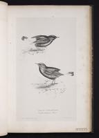 Black Wheatear plate 38