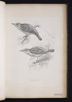 Blue Rock Thrush, Blue Rock-Thrush plate 37