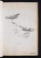 Chestnut-bellied Rock Thrush plate 36