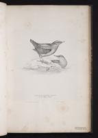 Brown Dipper plate 35