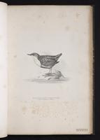 White-throated Dipper plate 34