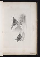 White-throated Dipper plate 33