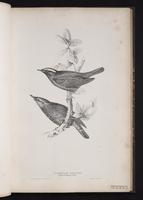 Siberian Thrush plate 32