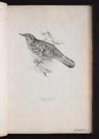 Scaly Thrush plate 31