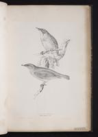 Pale Thrush plate 30