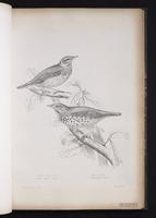 Redwing plate 28