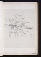 Mistle Thrush plate 27