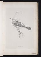 Fieldfare, grive litorne plate 26