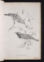 Red-throated Thrush plate 25