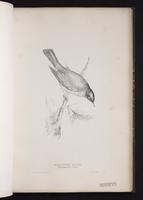 American Robin, merle d'Amérique, Mirlo primavera plate 24