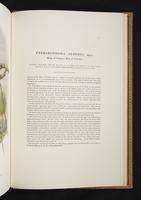 Monograph of the Paradiseidae, 1:218