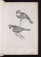 Ring Ouzel plate 23