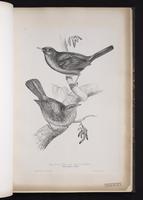 Common Blackbird, Eurasian Blackbird, merle noir plate 22