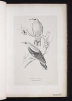 Eurasian Golden Oriole plate 21