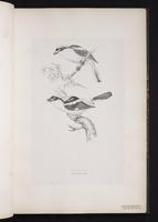 Woodchat Shrike plate 20