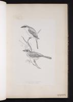 Red-backed Shrike plate 19