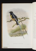 Monograph of the Paradiseidae, 1:217