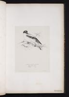Lesser Grey Shrike plate 18