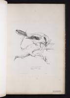 Great Grey Shrike, Northern Shrike, pie-grièche grise plate 16