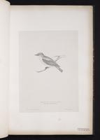 Gray-spotted Flycatcher, Gray-streaked Flycatcher, Grey-streaked Flycatcher plate 15