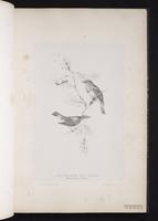 Red-breasted Flycatcher plate 14