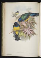 Resplendent quetza; Quetzal mesoamericano plate 19