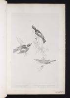 Pied Monarch plate 13