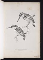 Pied Kingfisher plate 12