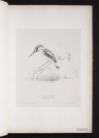 Common Kingfisher plate 11