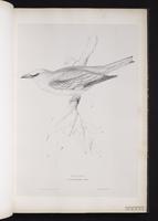 European Roller plate 10