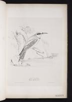 European Bee-easter plate 9