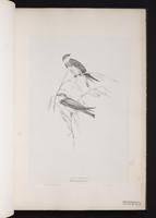 Bank Swallow, Golondrina ribereña, hirondelle de rivage, Sand Martin plate 8