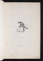 House Martin plate 7