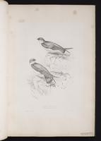 Eurasian Crag-Martin plate 6