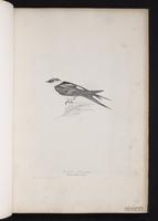 Red-rumped Swallow plate 5