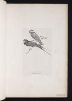 Barn Swallow, Golondrina tijereta, hirondelle rustique plate 4