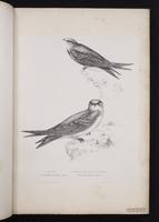 Common Swift plate 3