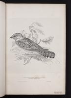 Red-necked Nightjar plate 2