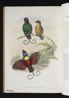 Monograph of the Paradiseidae, 1:213