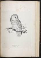 Boreal Owl, nyctale de Tengmalm plate 49