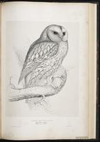 Tawny Owl plate 47