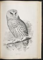 Barred Owl, Búho listado, chouette rayée plate 46