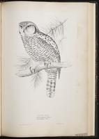Northern Hawk Owl, Northern Hawk-Owl, chouette épervière, plate 45