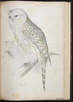 Ural Owl plate 44