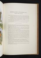 Monograph of the Paradiseidae, 1:210