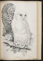 Snowy Owl, harfang des neiges plate 43